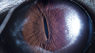 Illustration for article titled These Macro Shots of Animal Eyes Are Beautifully Striking